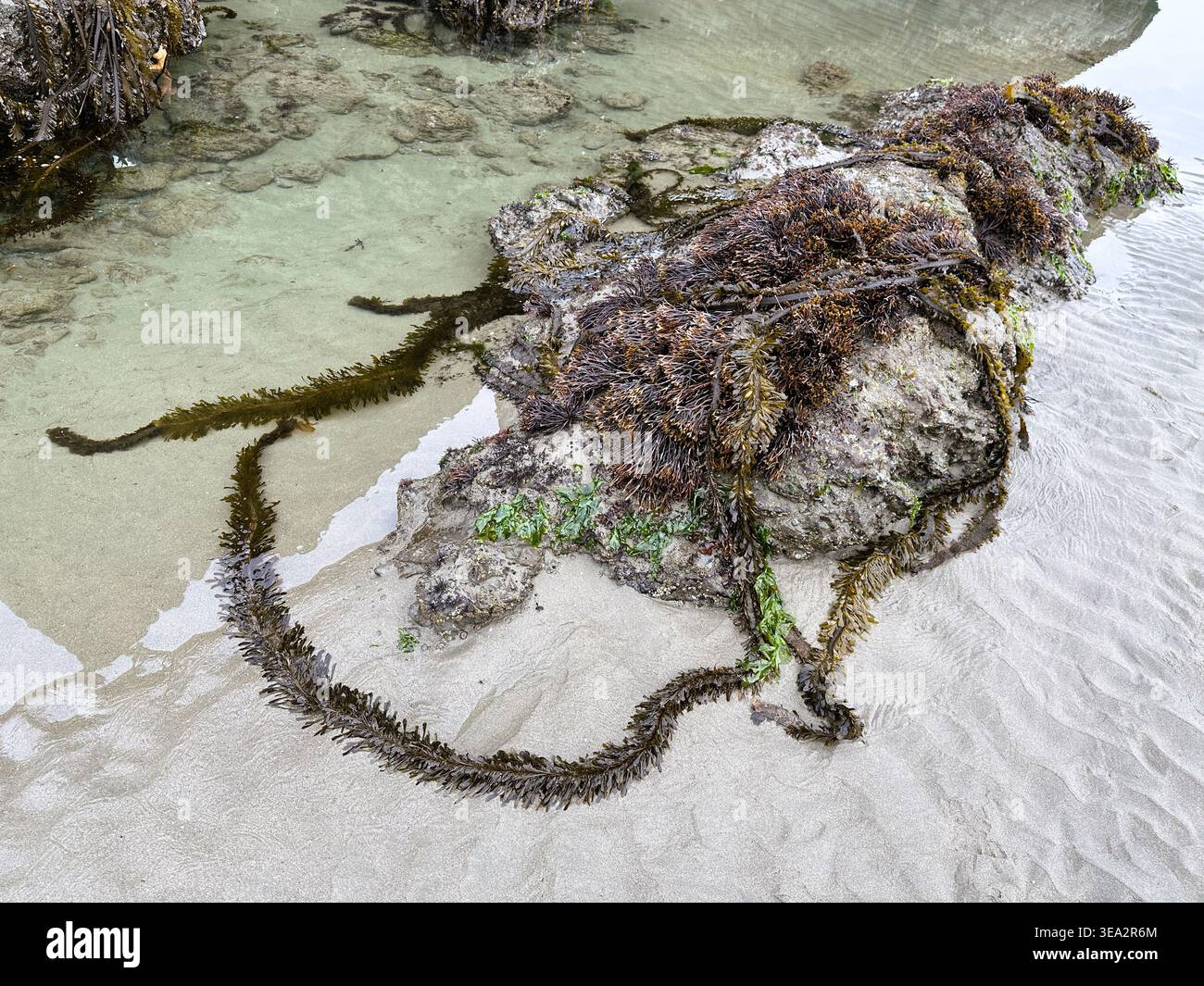 Feather boa kelp exposed during a minus tide on the Oregon coast. - Smartphone Captured Stock Image