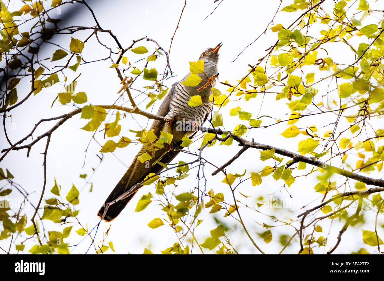 A male Cuckoo birds perched in a tree singing its famous song. This bird was photographed in the New Forest Hampshire England Stock Photo