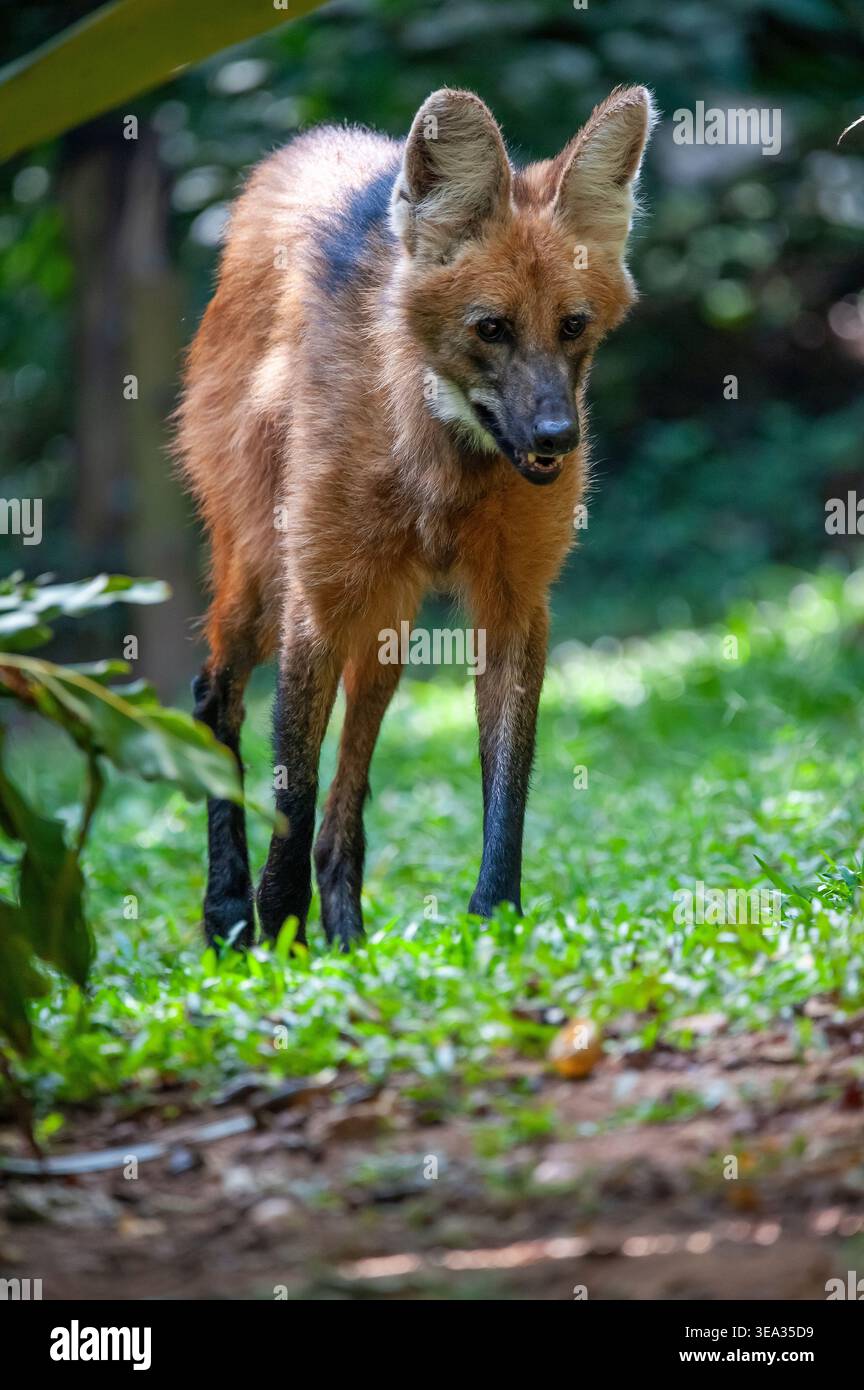The maned wolf (Chrysocyon brachyurus) is the largest canid of South ...