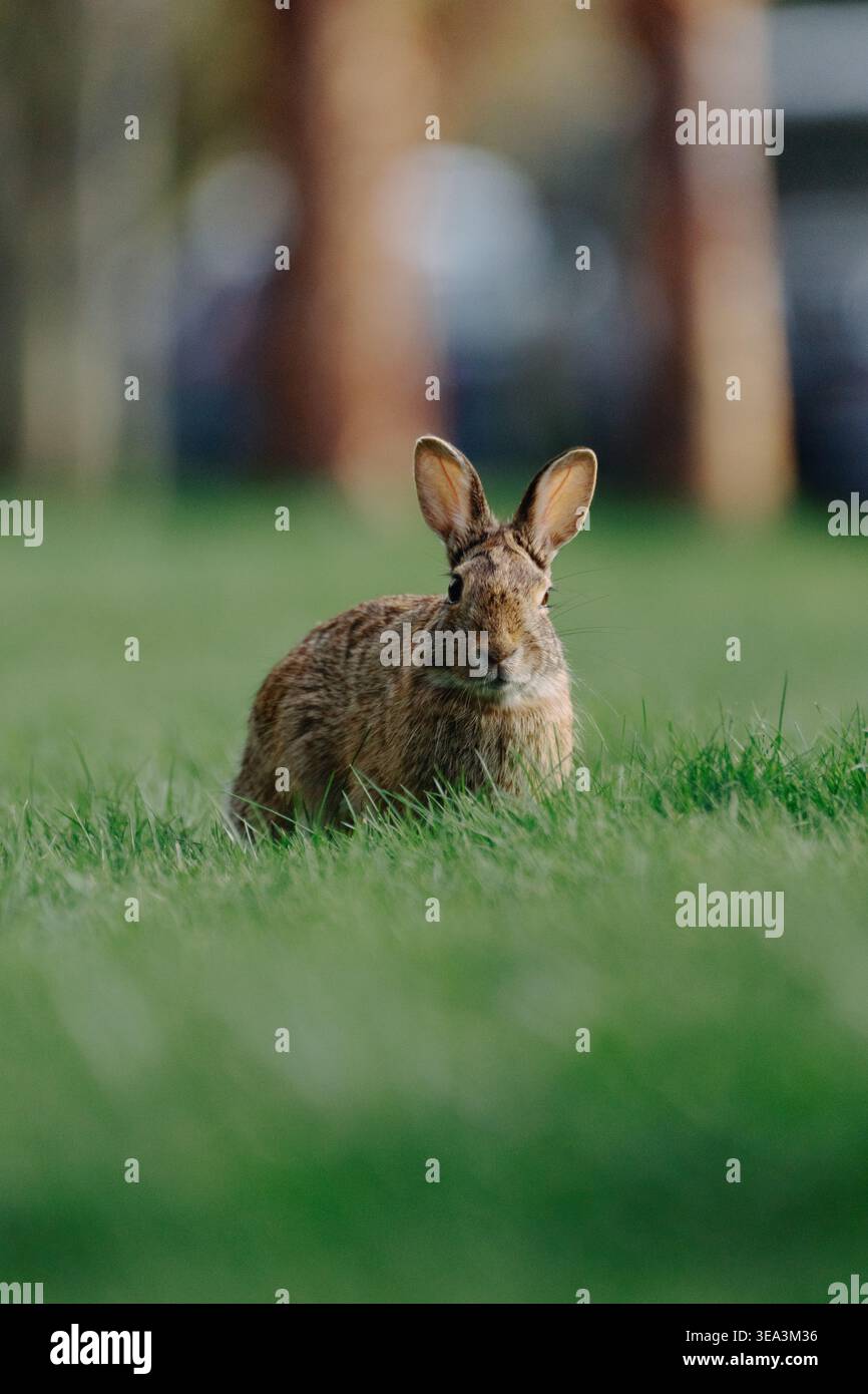 Wild rabbit sitting in green grass with soft blurred park background Stock Photo