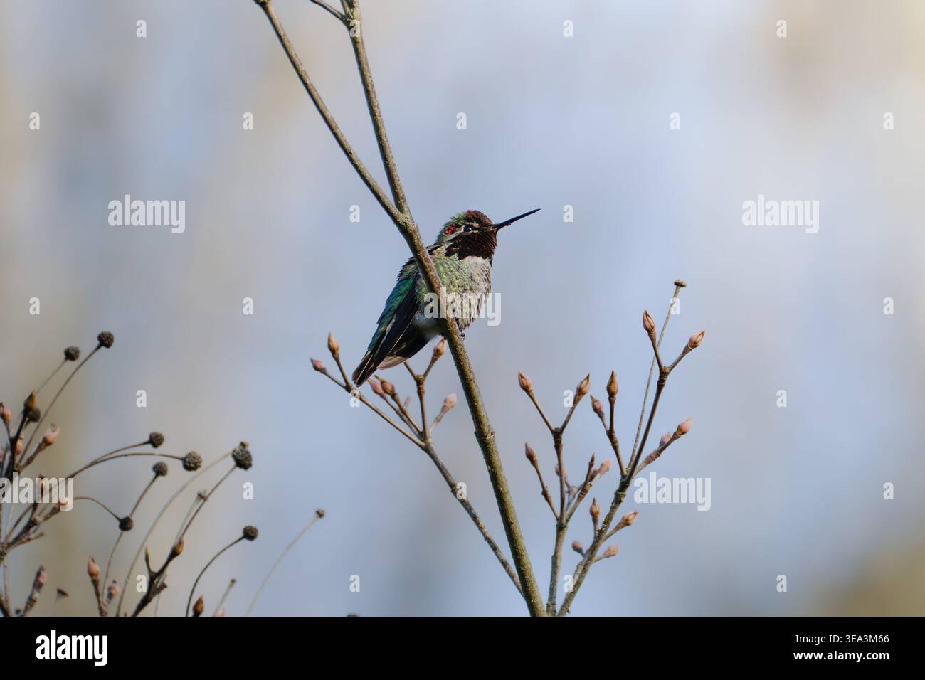 Hummingbird perched on thin branch with fresh spring leaves against blue sky Stock Photo