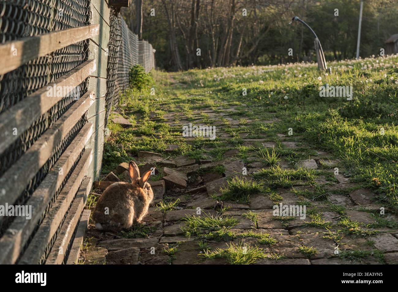 Brown rabbit sitting on a stone farm path beside a fence in rural ...