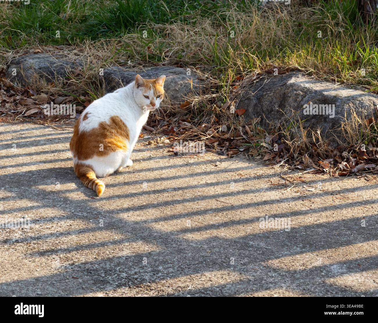 Stray cat sitting on pavement in sunlight with shadows outdoors Stock Photo