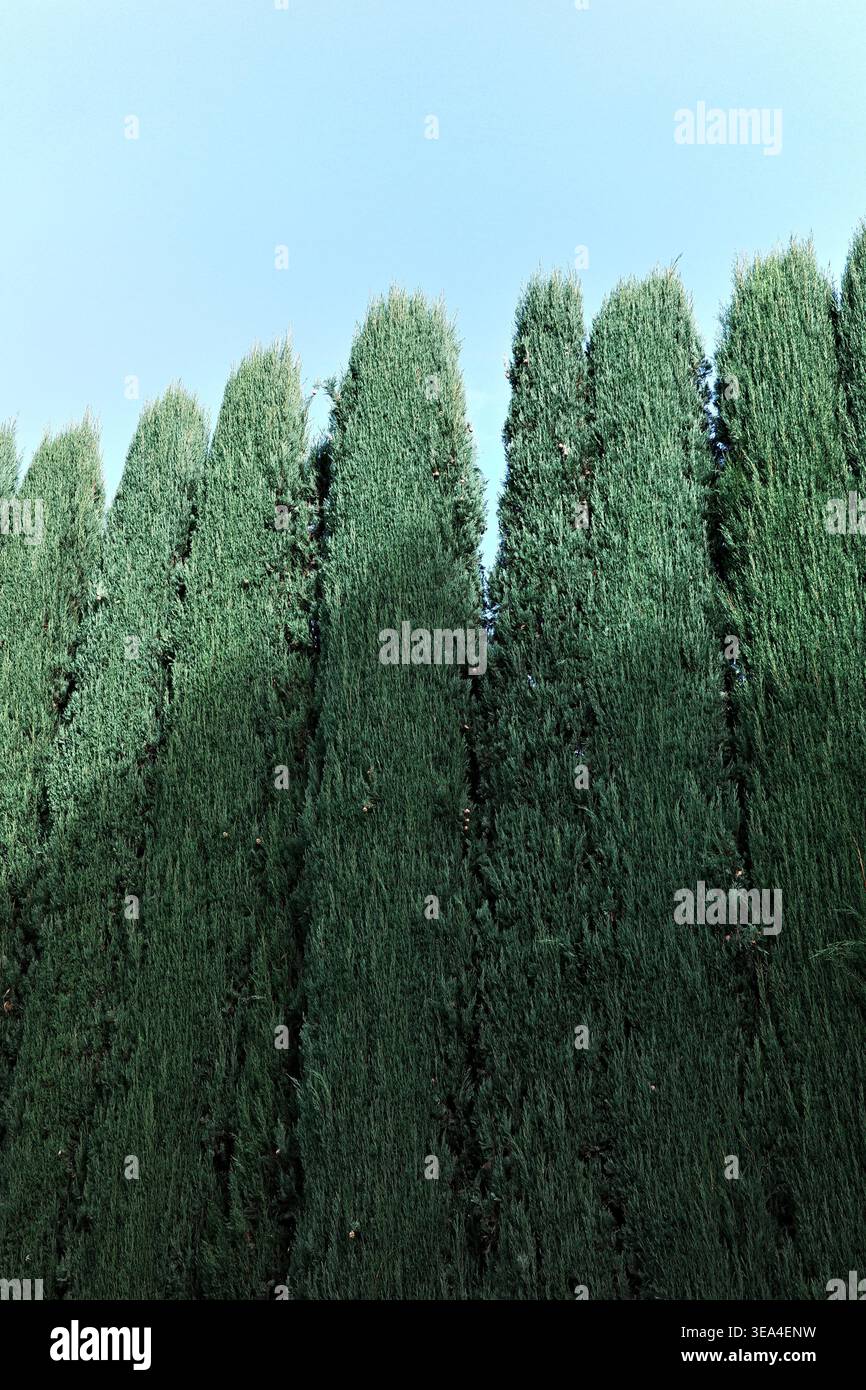 Close-up of densely packed conical cypress tops forming a towering green hedge against a pale blue sky in the Generalife gardens, Alhambra, Granada Stock Photo