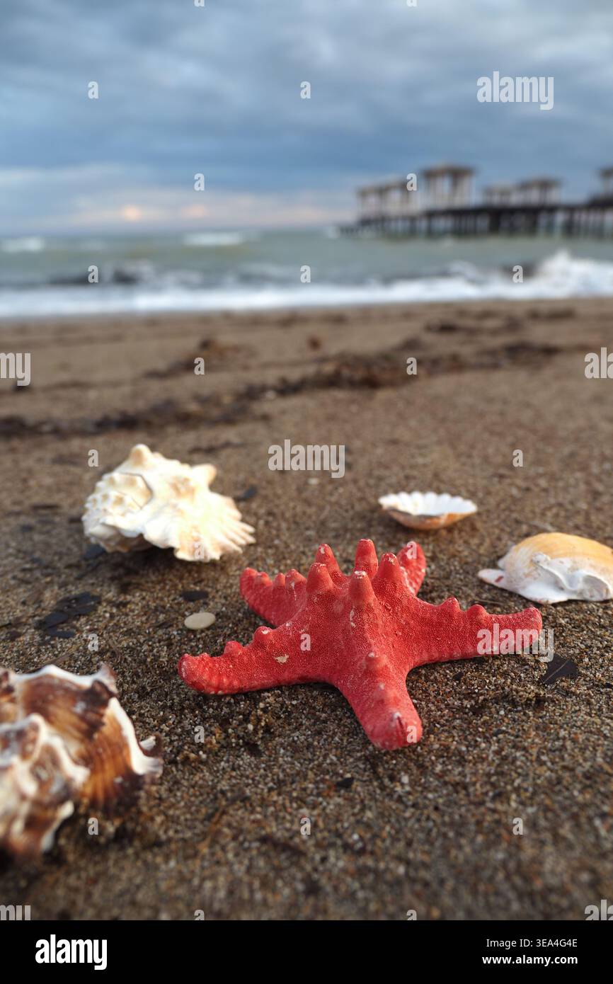 Bright starfish and shells on the sandy beach Stock Photo