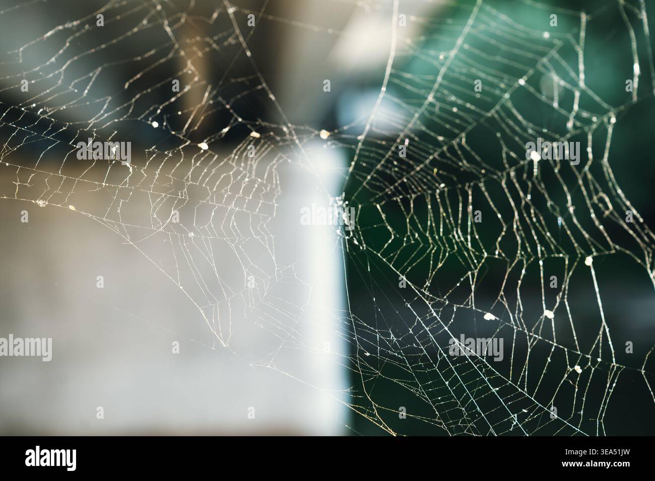 intricate spider web with dew droplets in soft natural light against blurred background Stock Photo