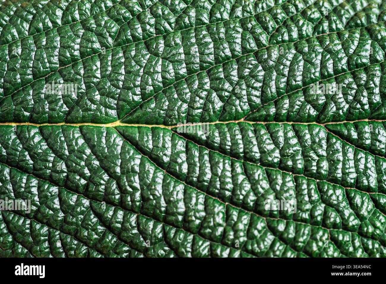 Green leaf surface, closeup. Textured leaf background Stock Photo