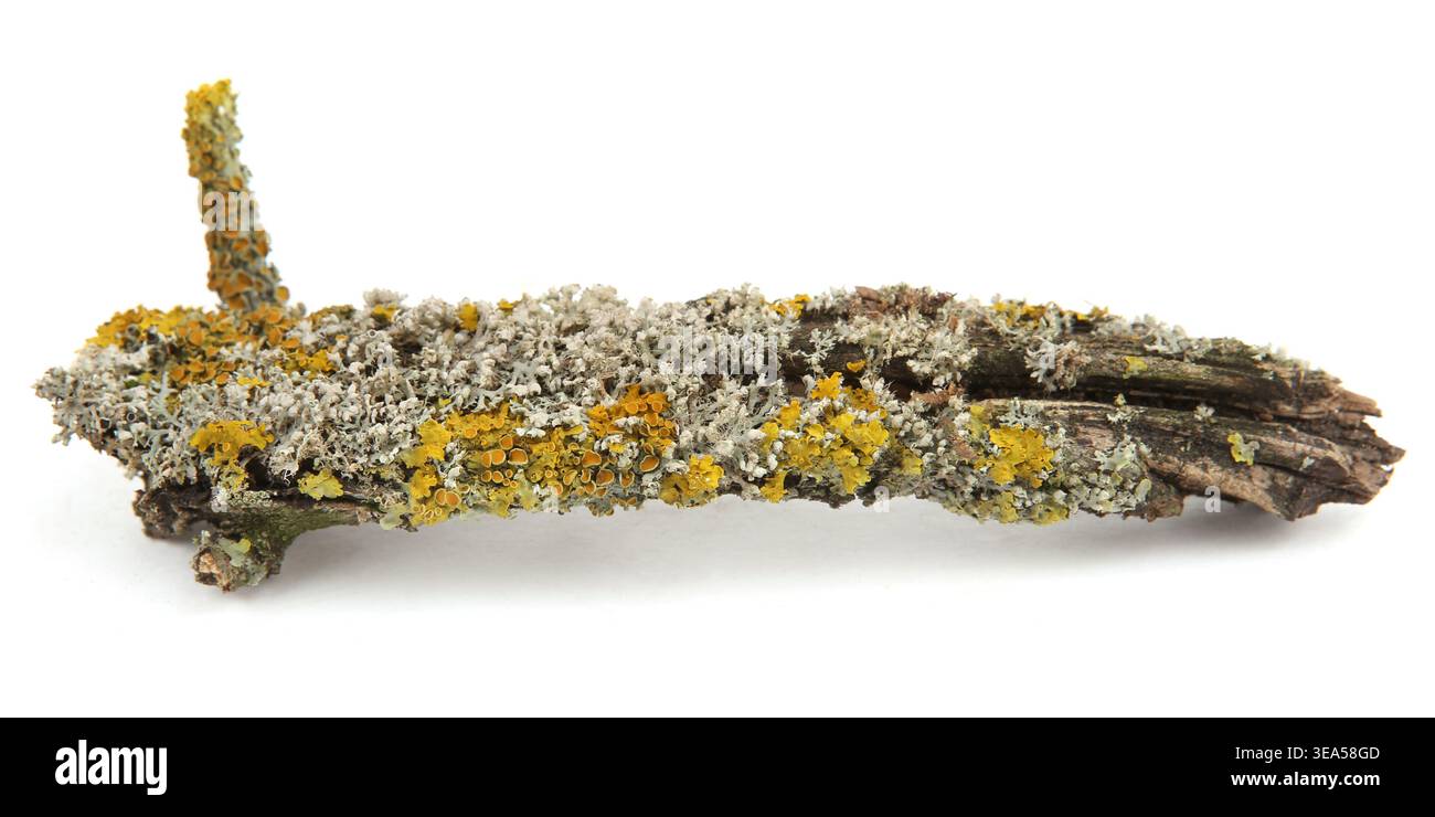 Lichen on a tree branch isolated on white background. Orange lichen growing on oak branch. Stock Photo