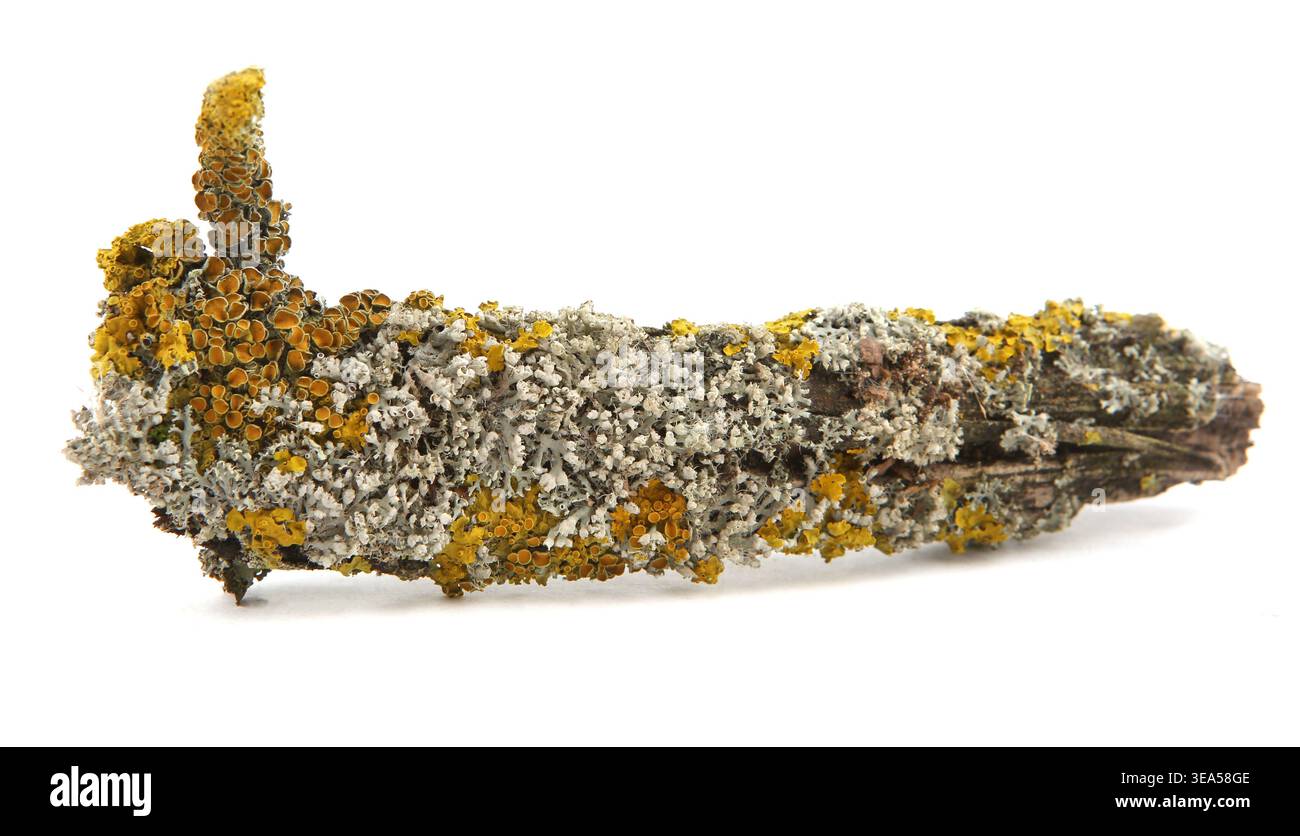 Lichen on a tree branch isolated on white background. Orange lichen growing on oak branch. Stock Photo