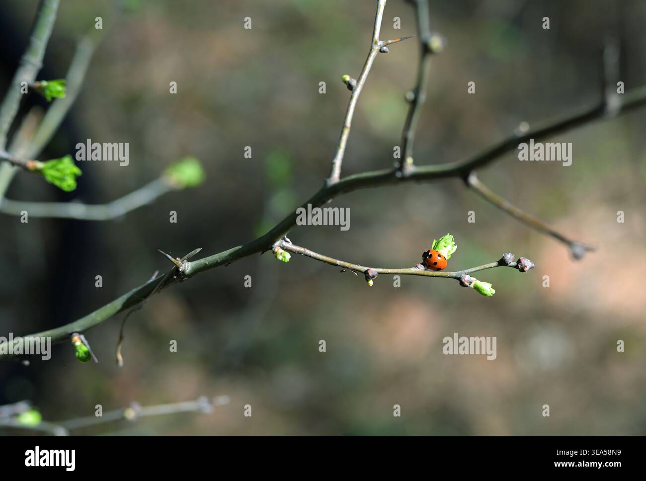 Ladybug on Budding Spring Branch in Forest Light Stock Photo