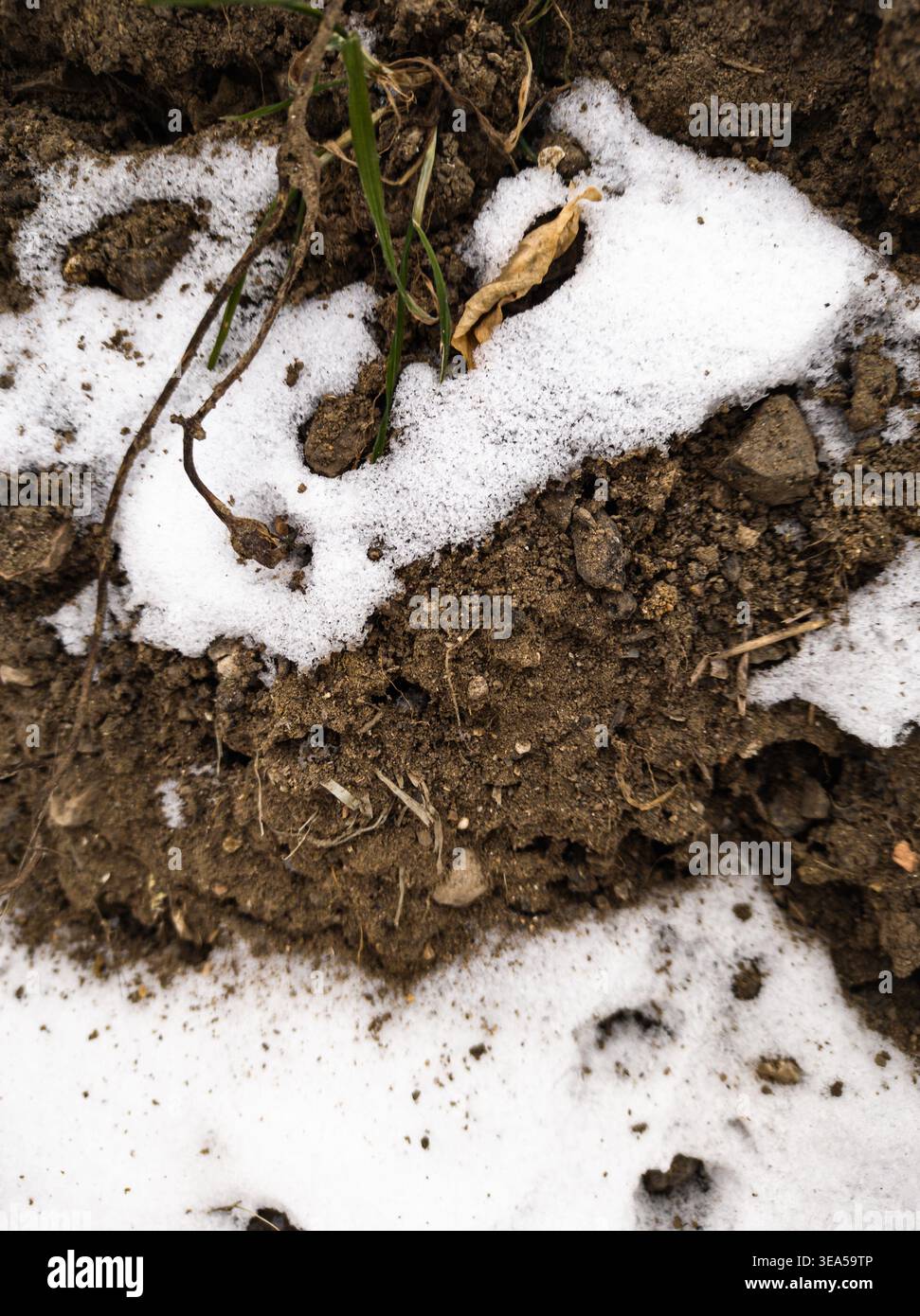 Melting Snow on Soil with Grass and Leaf Stock Photo
