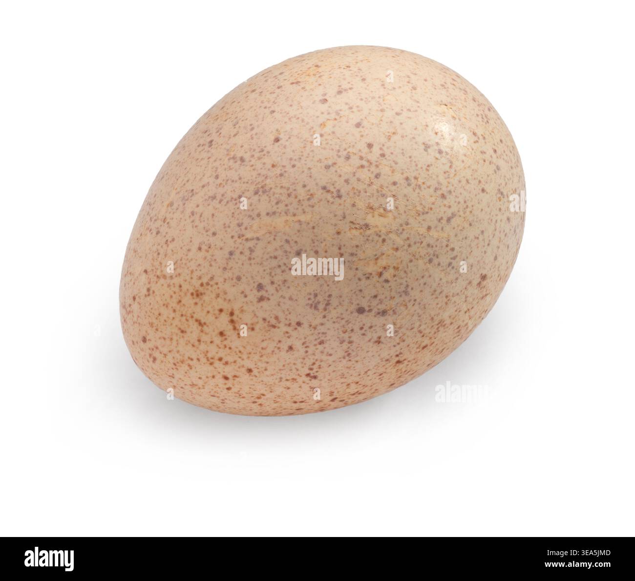 Turkey egg clipping path isolated on white background Stock Photo