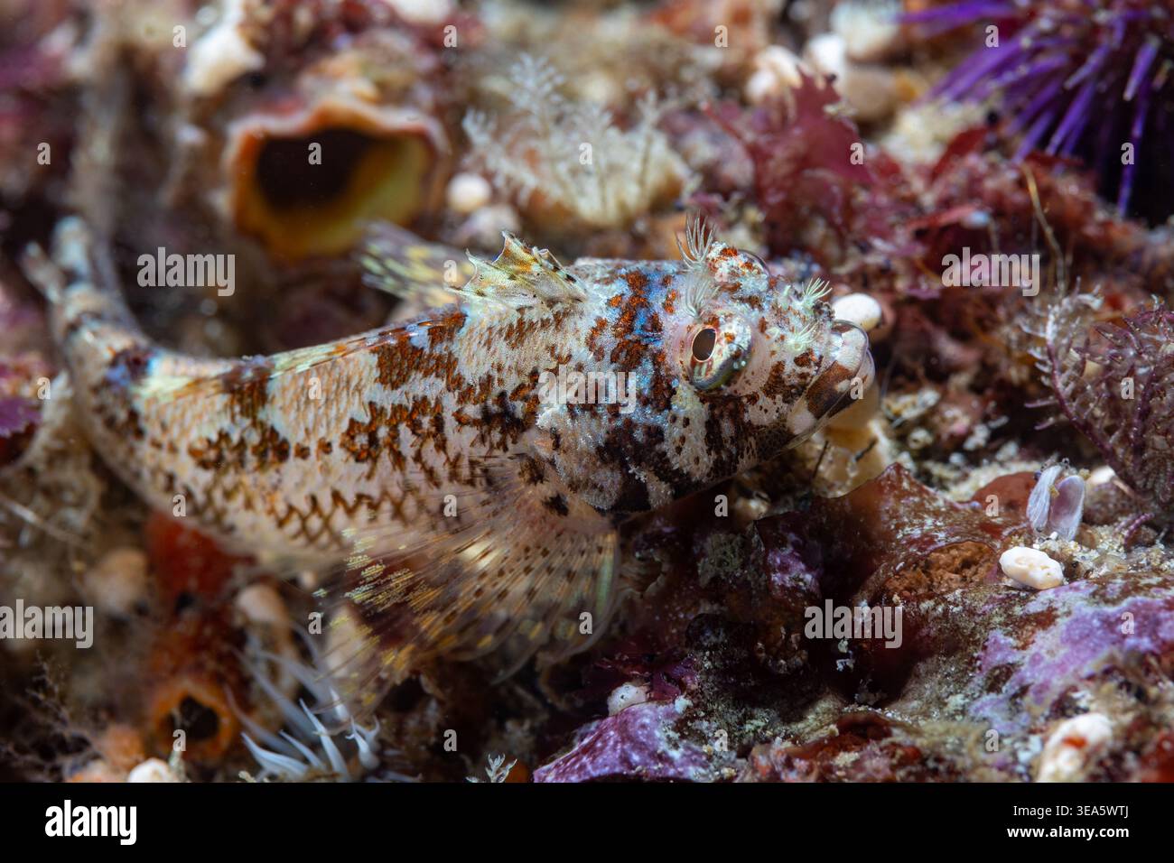 Cape triplefin blenny fish underwater (Cremnochorites capensis) with ...