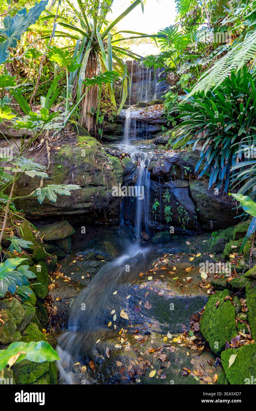 Thrive Waterfall Native plants for gardens hi-res stock photography and images - Alamy