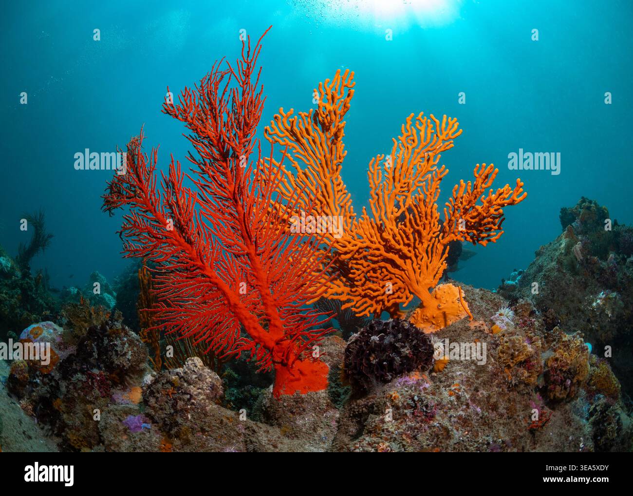 Close-up of two brightly colored, large sea fans, growing on the cold water reef on the rocks with sunlight shining in from behind Stock Photo