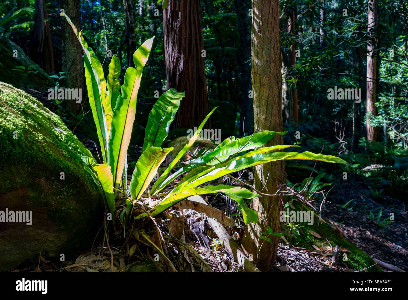 elephant ear plant native to Aloha Elephant Ear main image 1