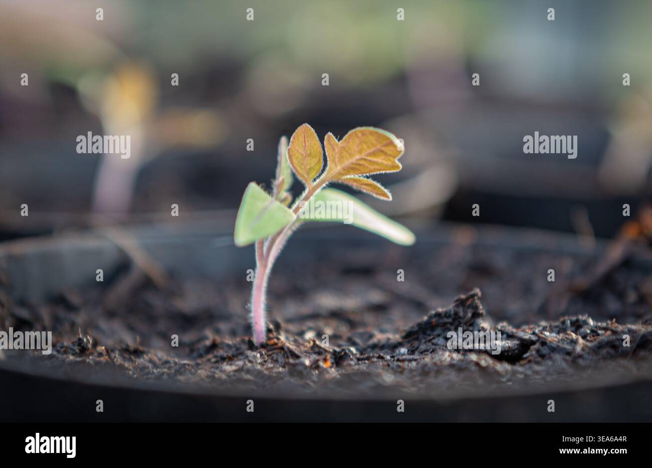 A small plant with green and brown leaves growing in dark soil Stock Photo