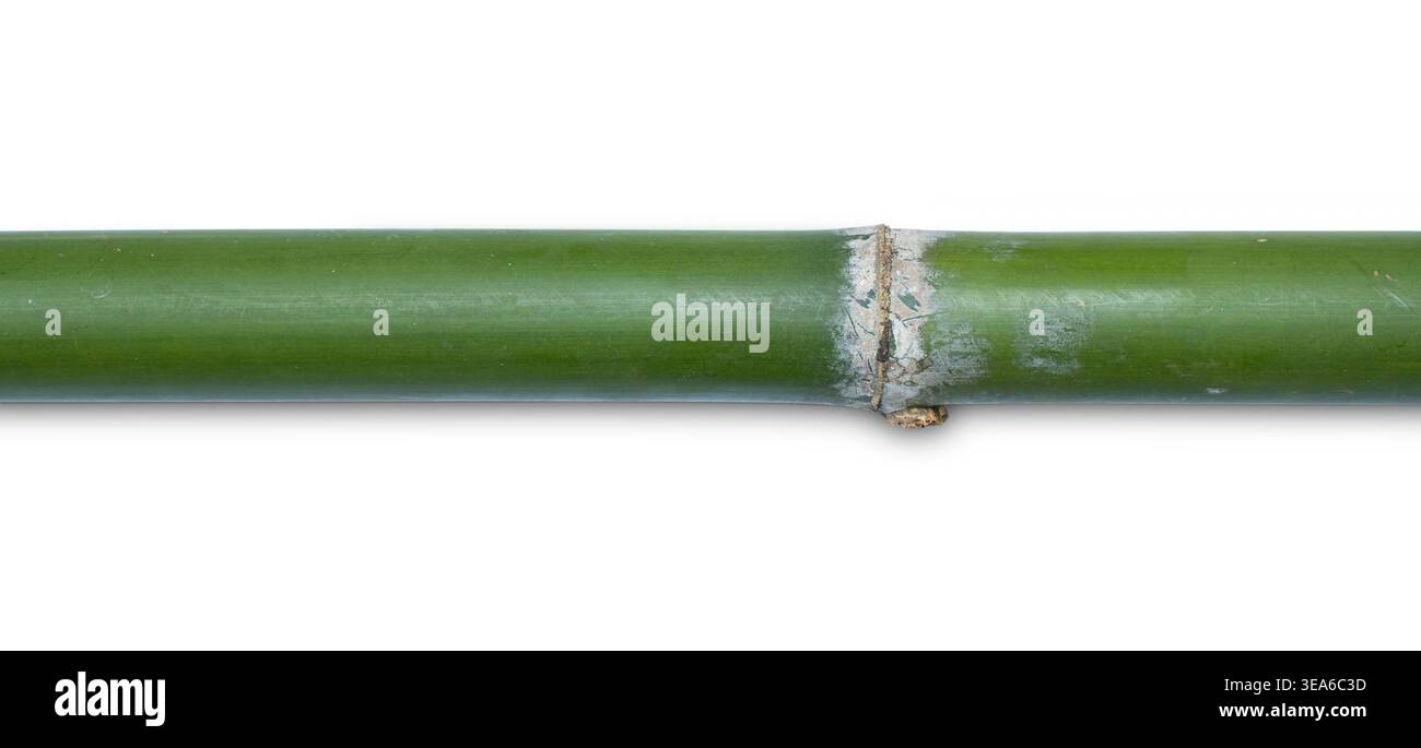 Bamboo segment isolated on a white background Stock Photo