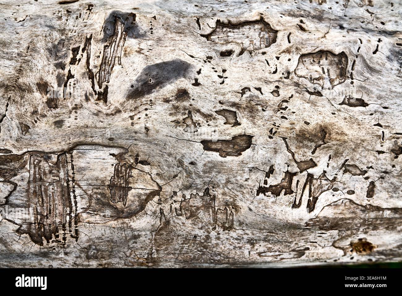 Macro shot of ancient decaying tree bark showing unique patterns from insect damage and natural weathering Stock Photo