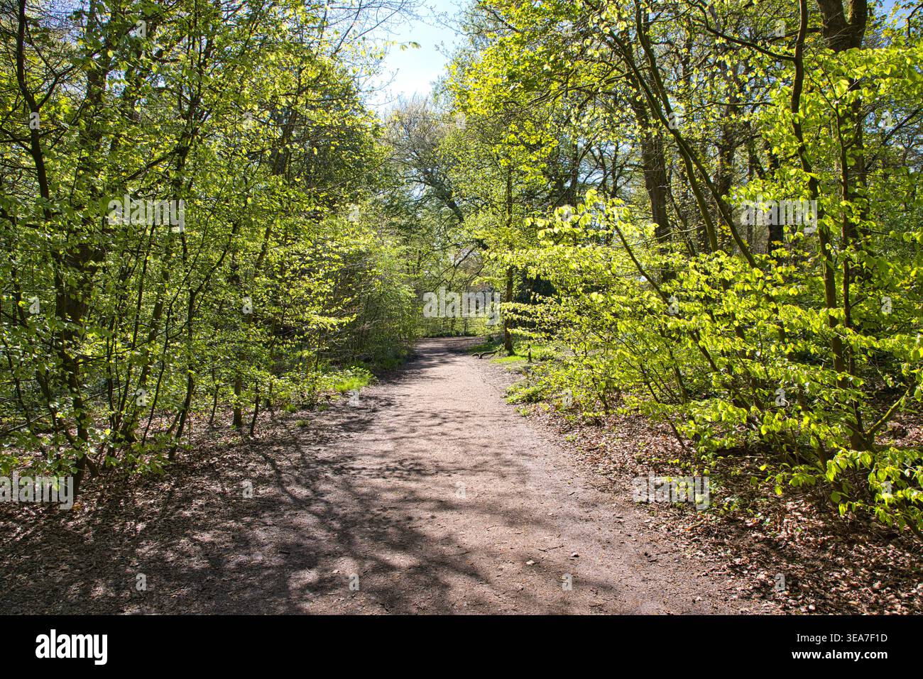 Peaceful woodland trail hi-res stock photography and images - Alamy