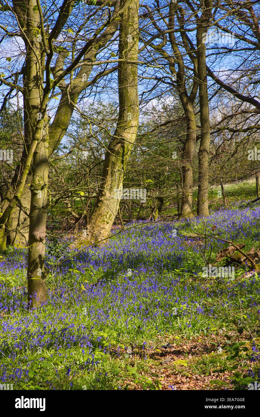 Serene forest meadow wildflowers hi-res stock photography and images ...