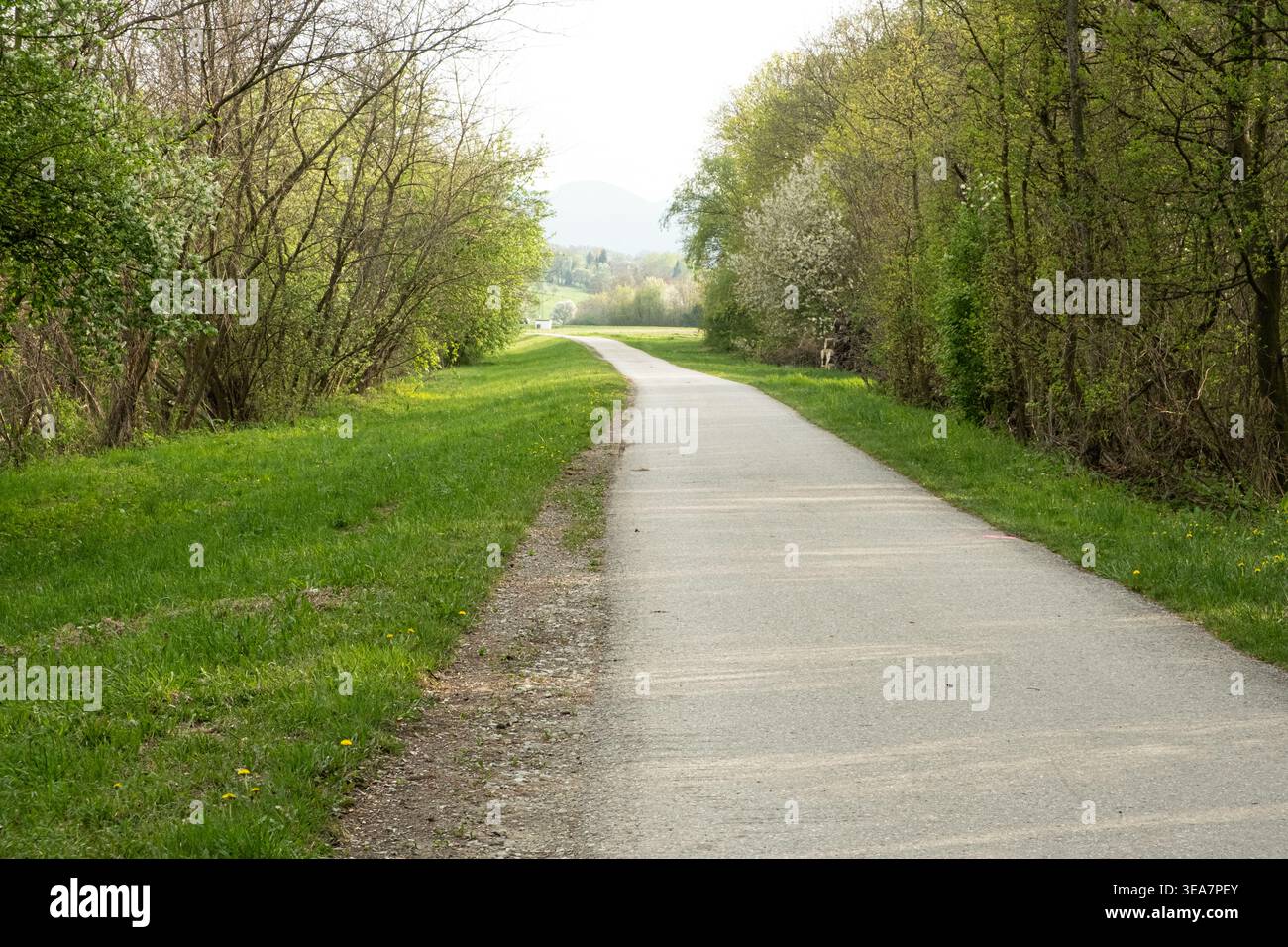 Empty asphalt bicycle path through a green spring forest. Stock Photo