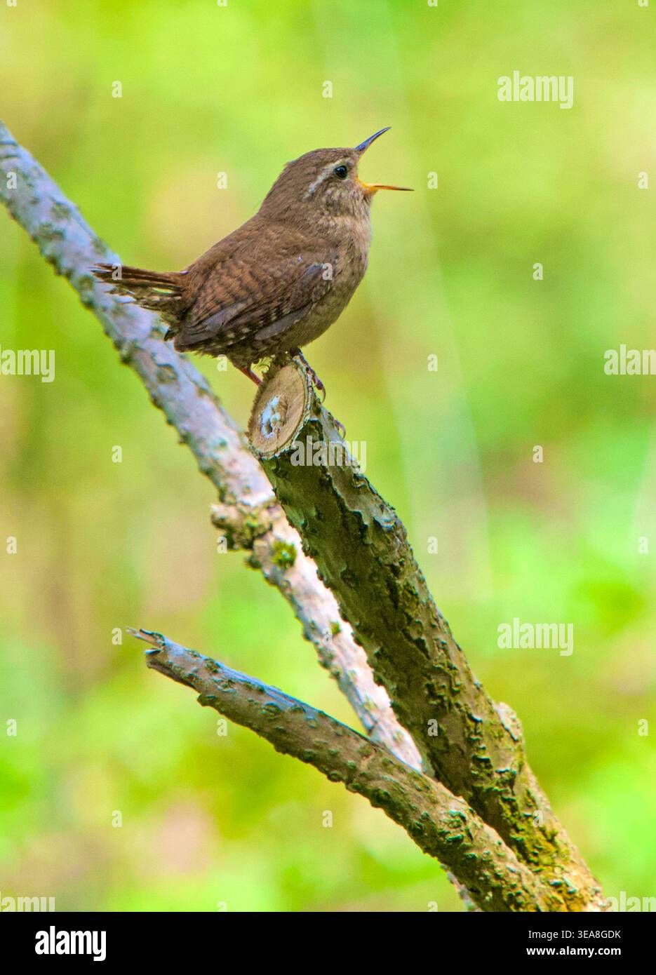 Wren Rspb Machine gun like sounds hi-res stock photography and images - Alamy