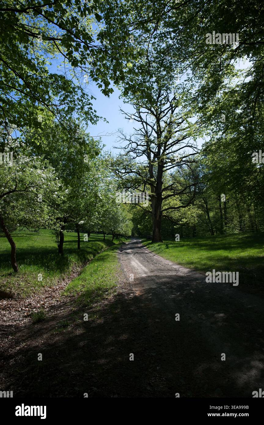 Unpaved dirt road winding through a lush deciduous forest with fresh green spring foliage. Sunny forest landscape in the Visegrad Mountains, Hungary. Stock Photo