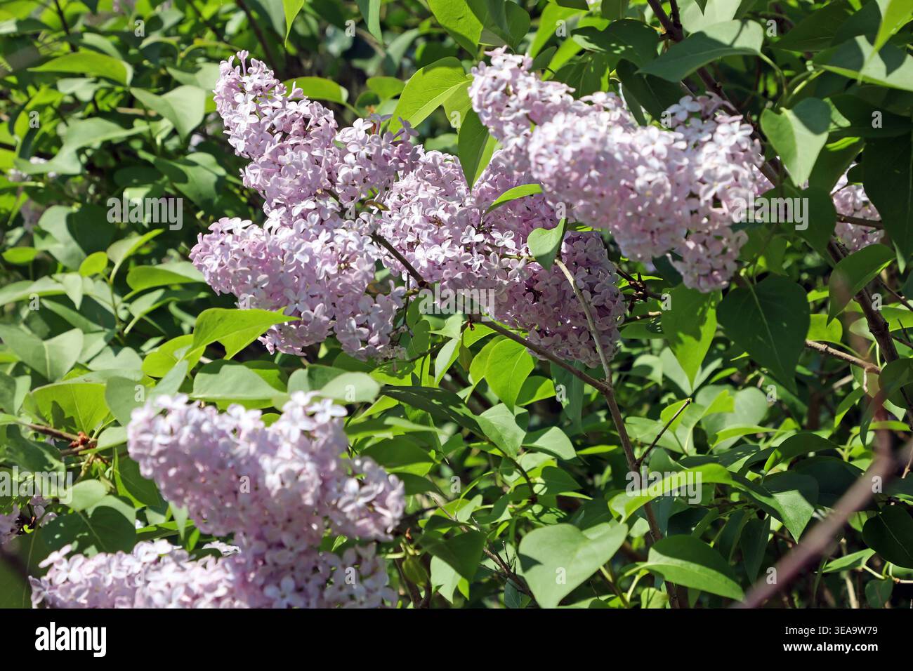 Sträucher für Garten- und Parkanlagen Eine Farbvariante vom gemeinen ...