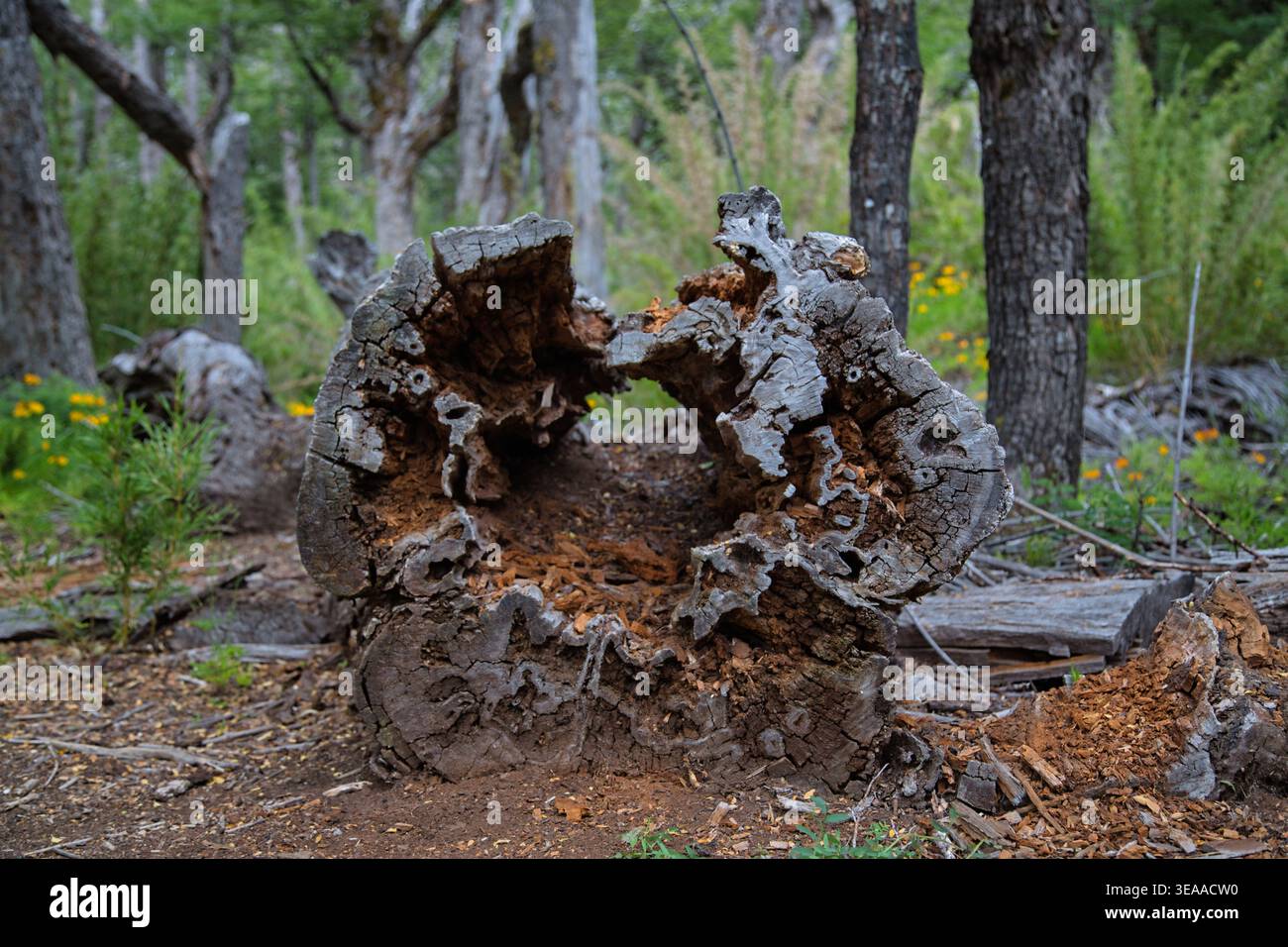Hollow Decayed Tree Stump In A Native Forest With Moss And Undergrowth Stock Photo