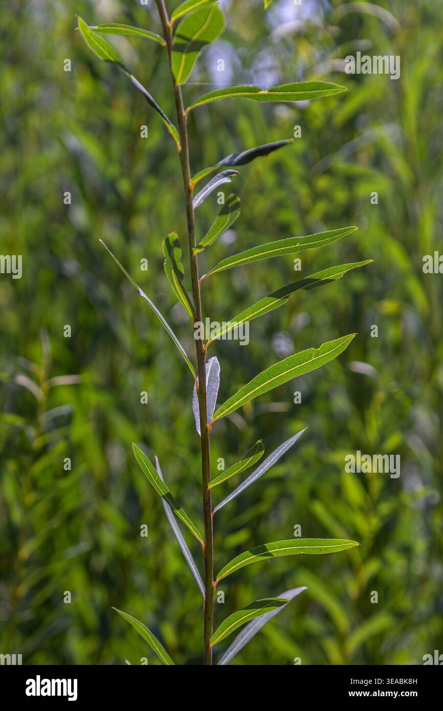 Featuring slender stems adorned hi-res stock photography and images - Alamy