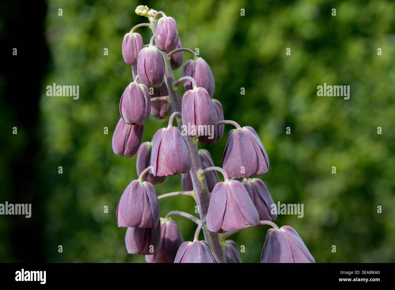 Fritillaria persica, also known as the Persian Lily, is a spectacular bulbous plant, native to the Middle East (Turkey, Iran, Iraq). Stock Photo