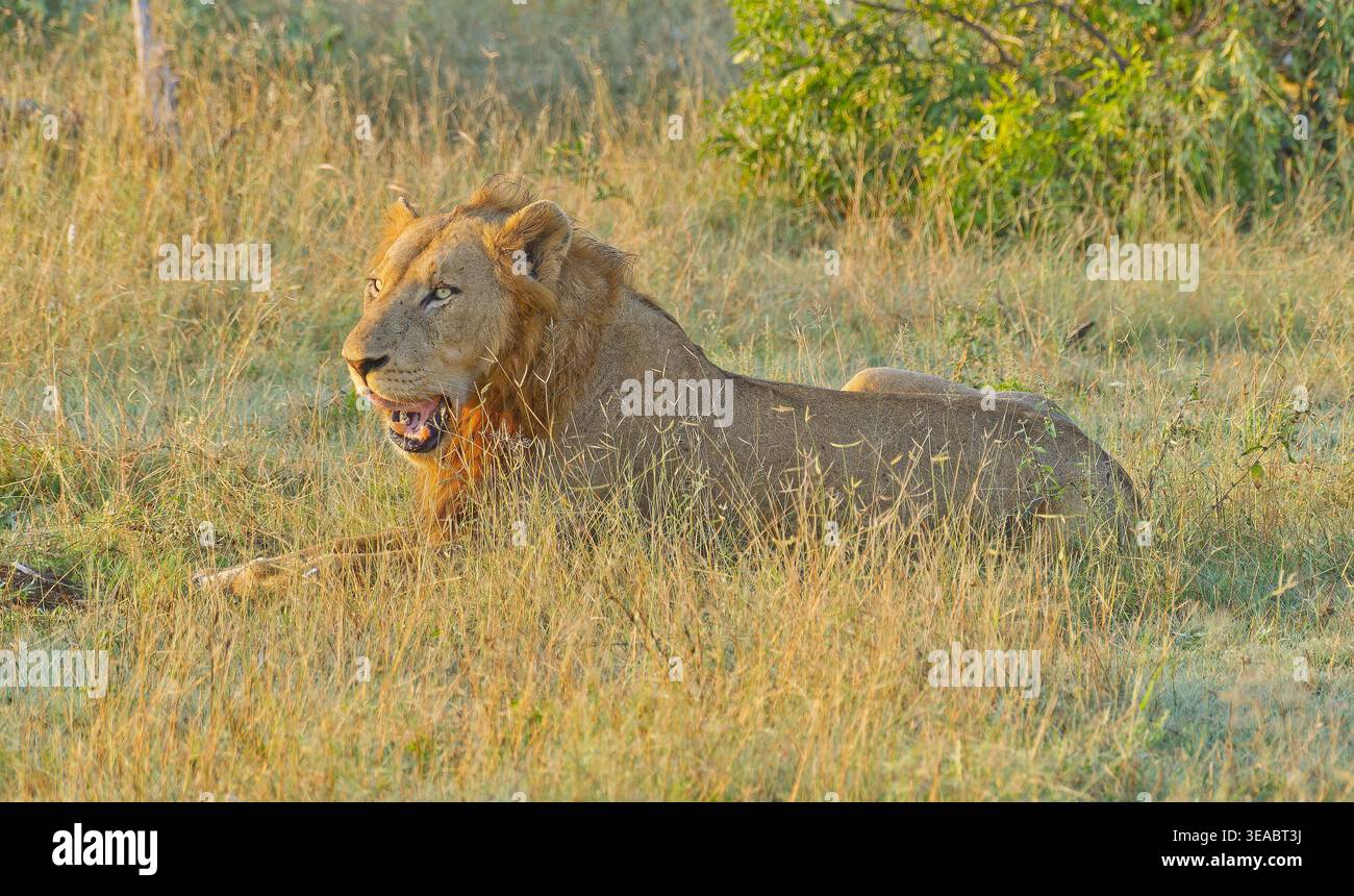 A male Lion (Panthera leo) laying in the grass in morning light with its mouth open at Kruger national park, South Africa Stock Photo