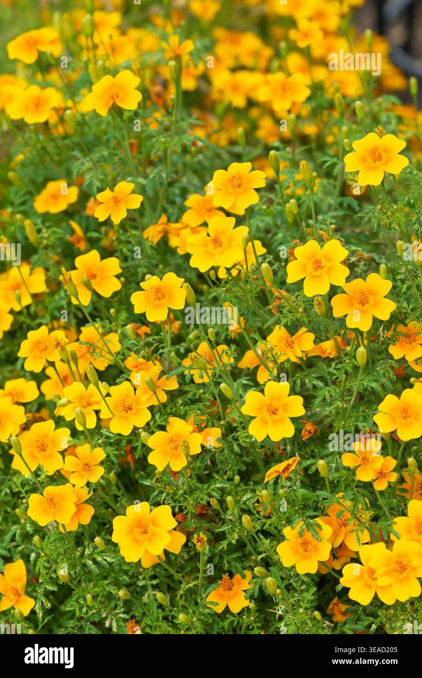 Tagetes tenuifolia Starfire, signet marigold Starfire, compact, bushy annual, abundant flowers in shades of red, orange, yellow and brown Stock Photo