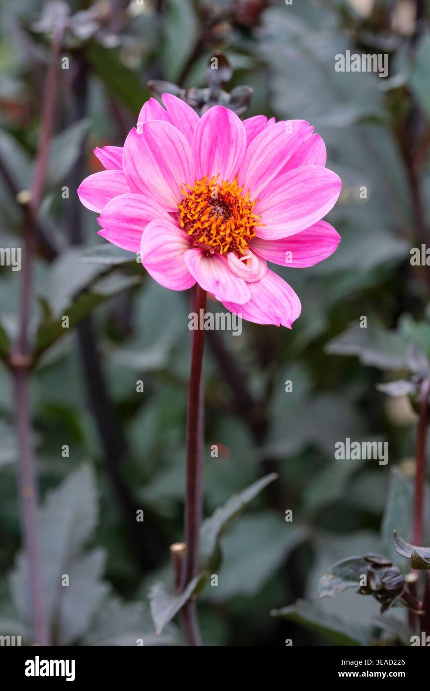 Dahlia Lovely Eyes, Dahlia LouLou, dark purple-black serrated leave, bright purple-pink flowers with a hint of white Stock Photo