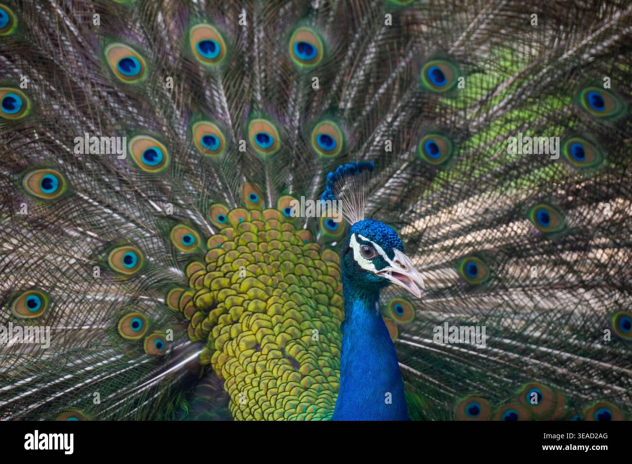 Majestic male peacock displaying its vibrant plumage Stock Photo