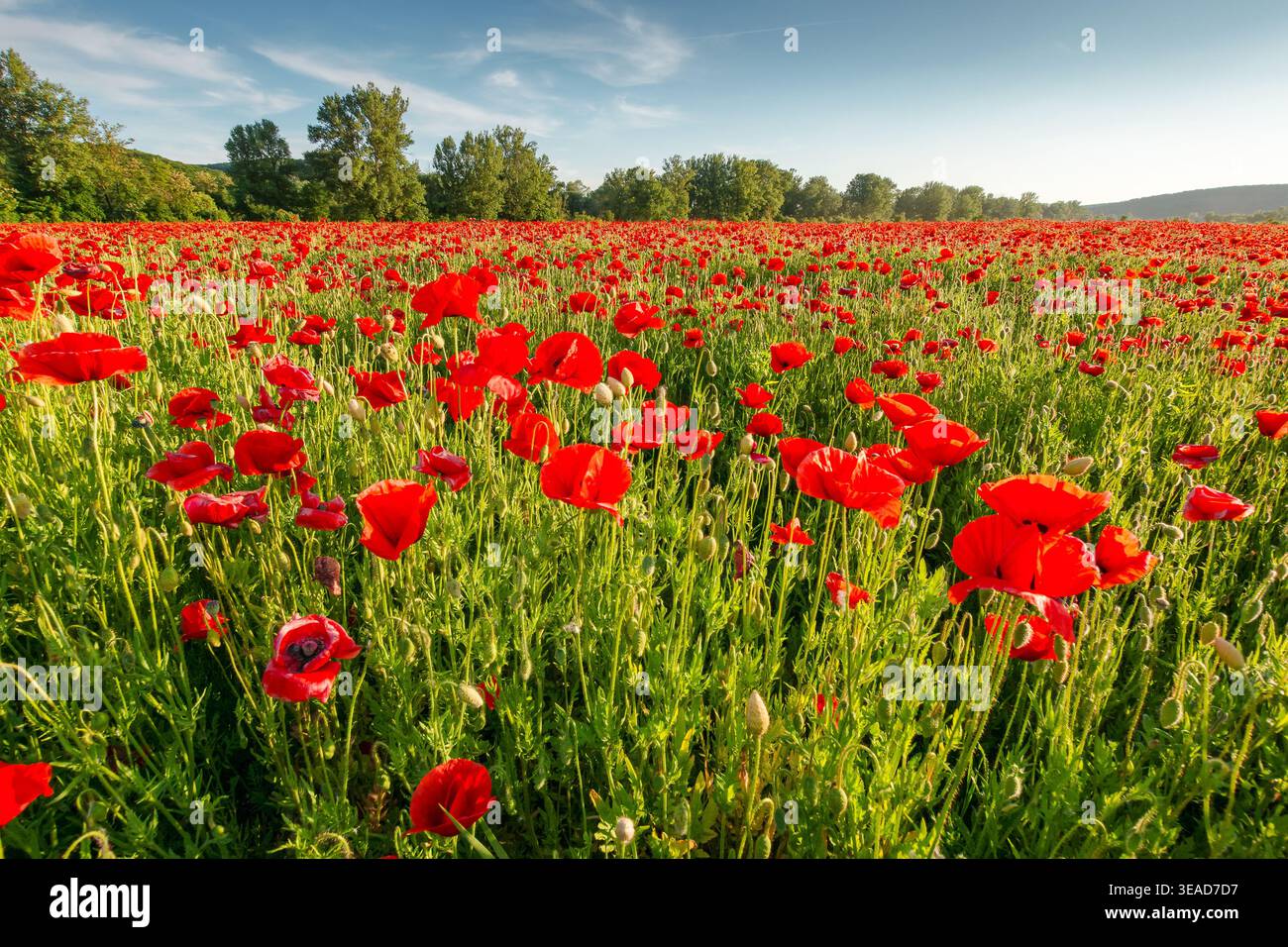 field of red poppy flower. wide view. scenic nature background against the spring afternoon sky. blooming countryside landscape imagery for agricultur Stock Photo
