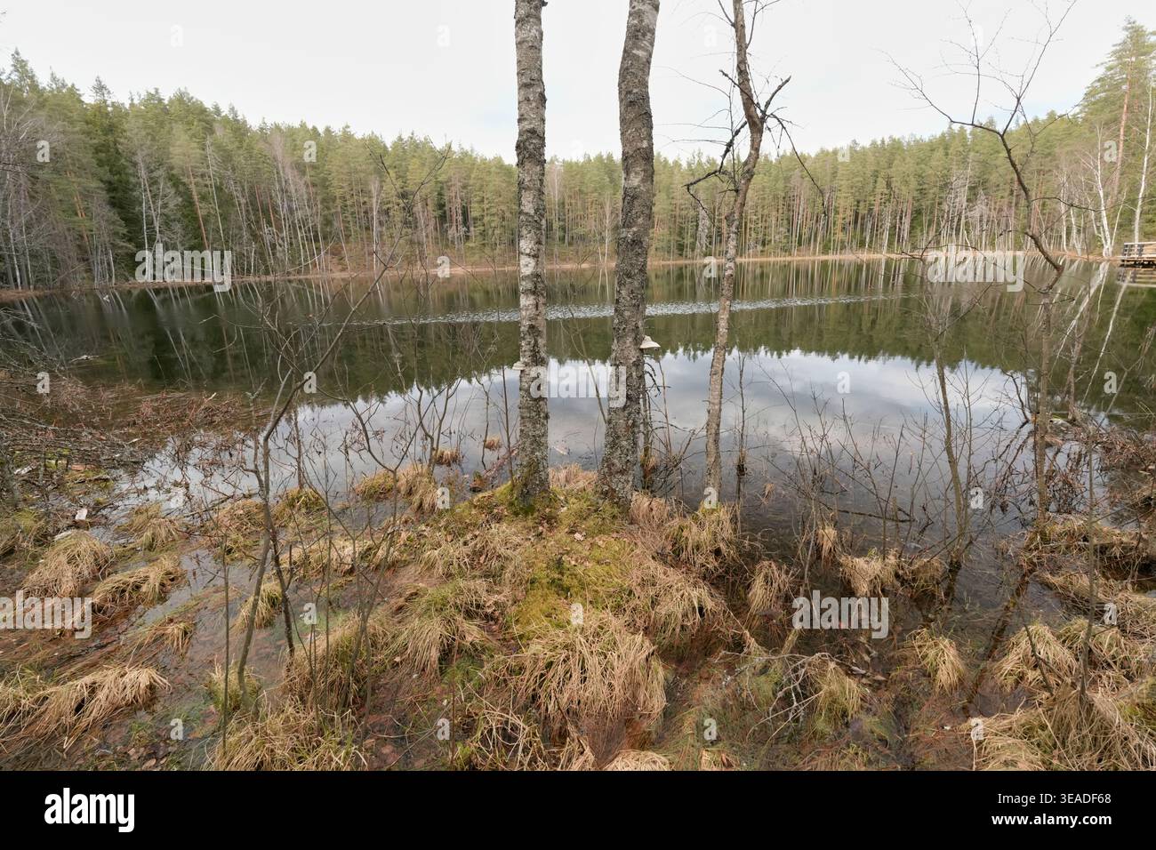 Quiet lake surrounded by forest with reflections on water. Stock Photo