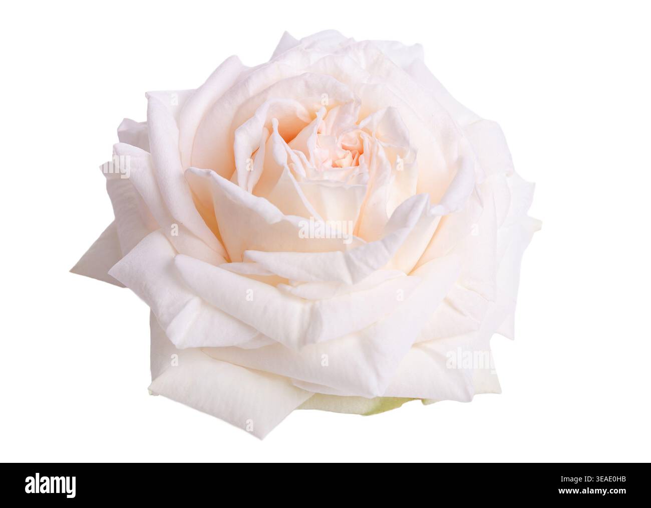 Soft ivory blush rose isolated on light background, delicate petals, romantic floral element, elegant botanical style, wedding flower, minimal Stock Photo