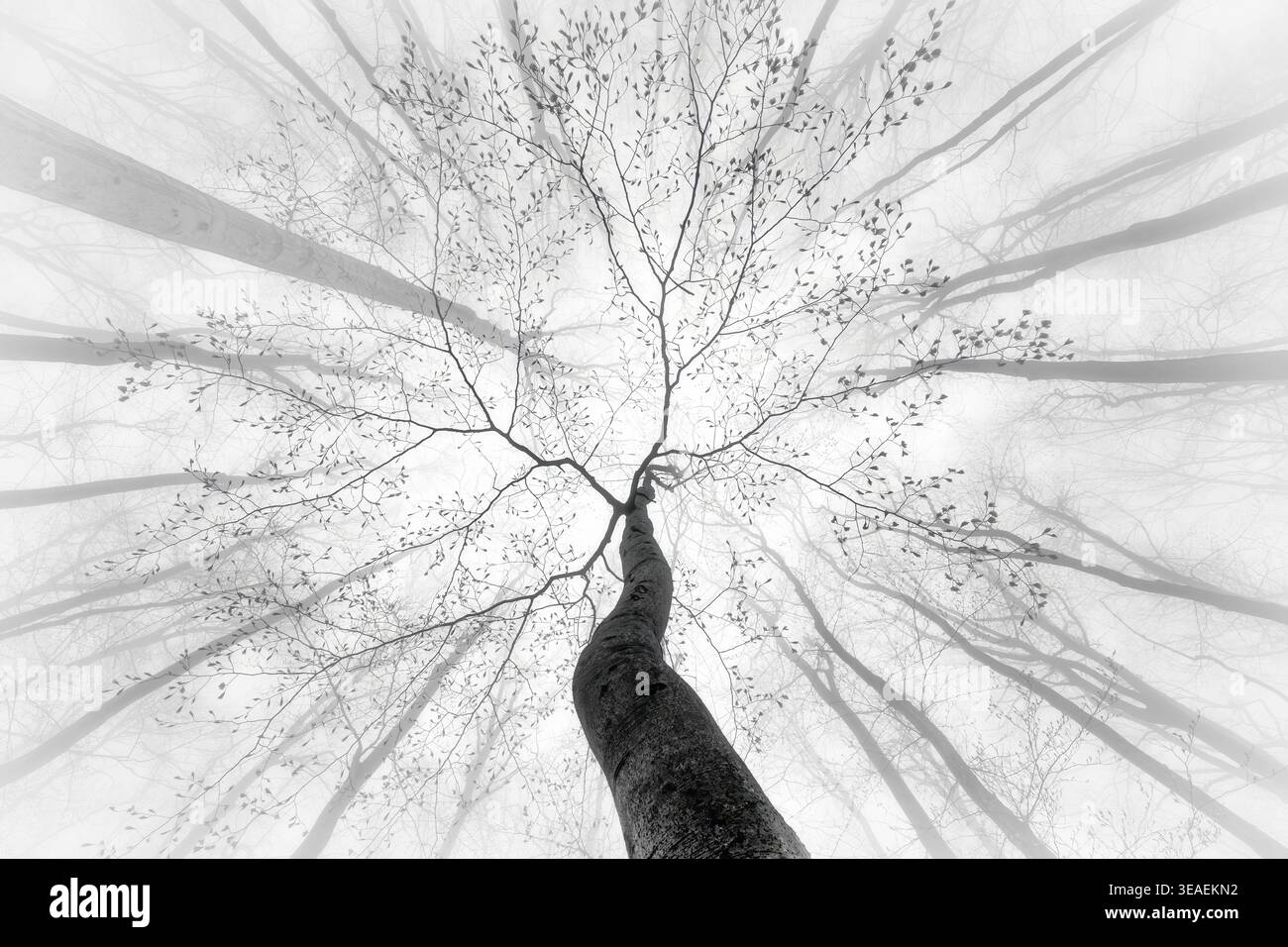 Black and white image of a tree in early leaf bloom viewed from below, surrounded by a misty forest with radiating branches. Stock Photo