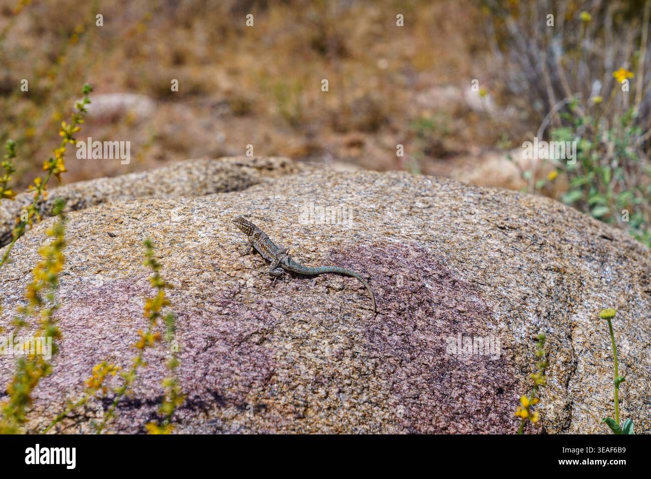 Common Side-blotched Lizard (Uta stansburiana) basking on a large rock in a desert environment. Stock Photo
