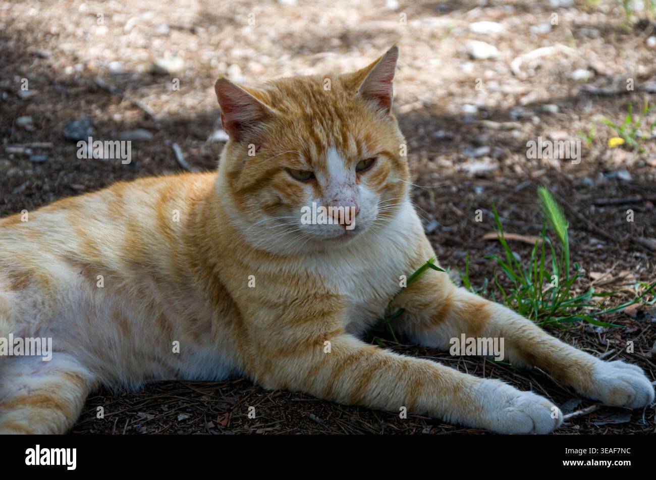 Orange Tabby Cat Lying Outdoors on Dirt Stock Photo