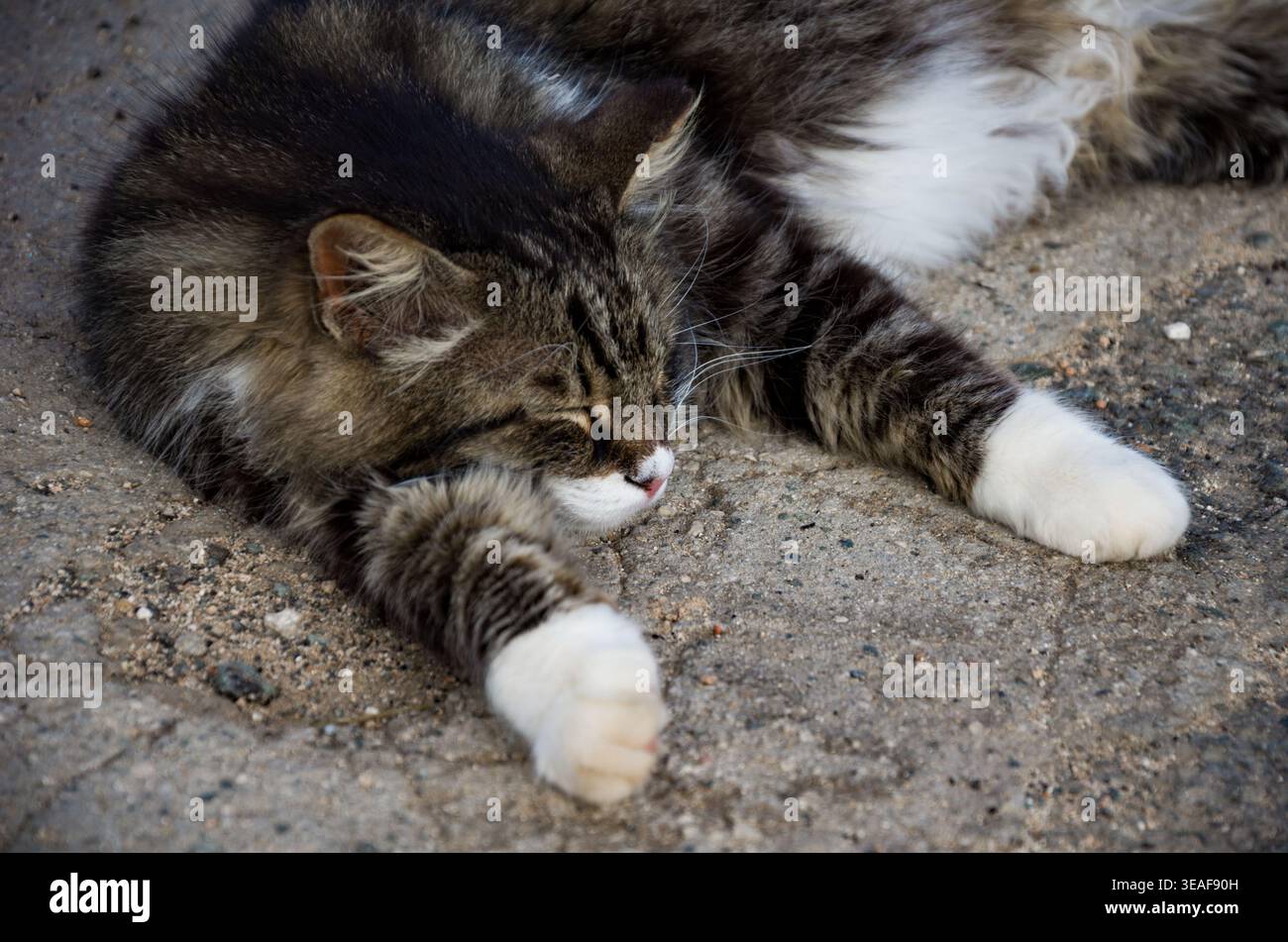 Sleeping Tabby Cat on Concrete Surface Stock Photo