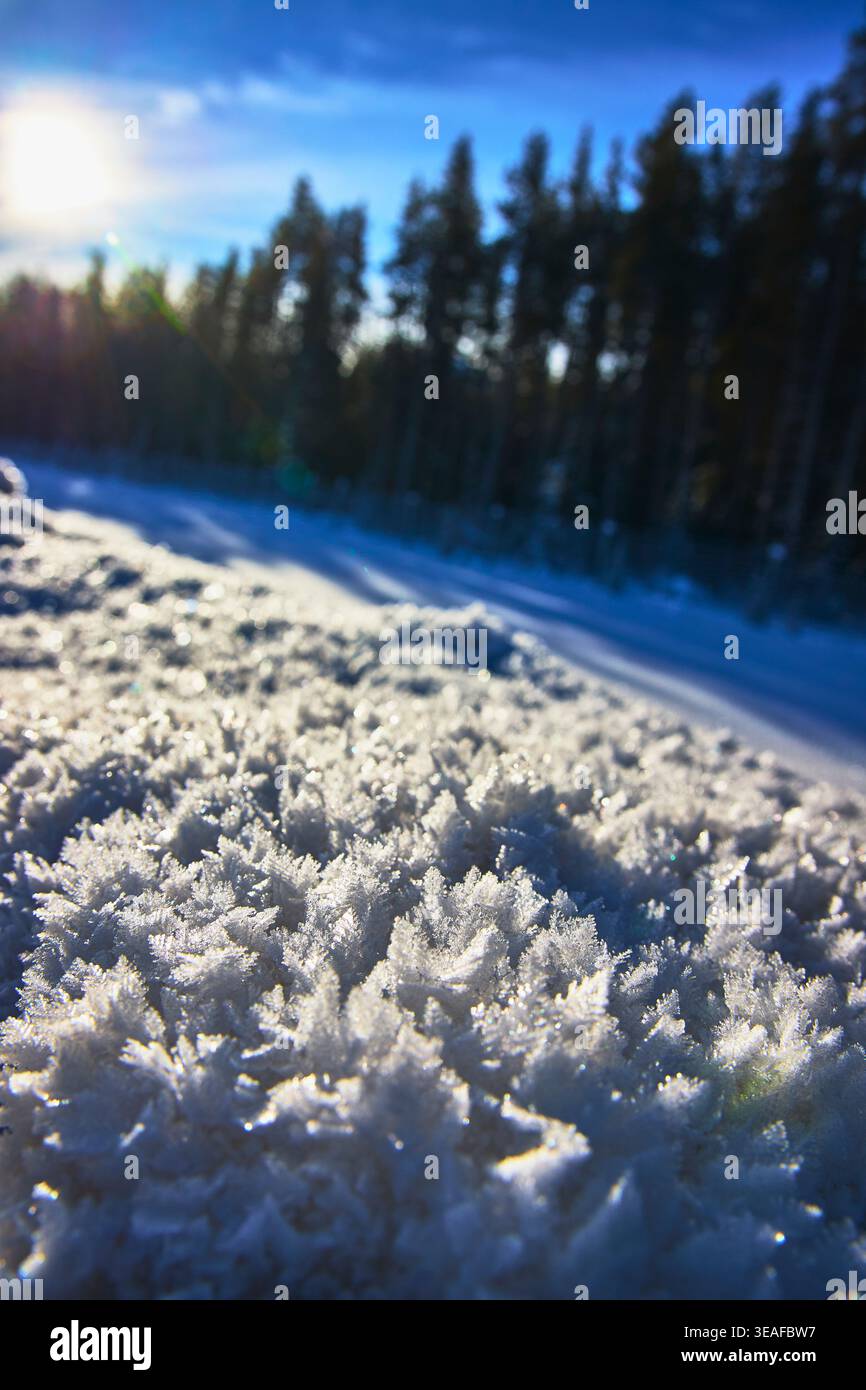 Frost Crystals Sunlight and Snowy Forest in Winter Landscape Stock Photo