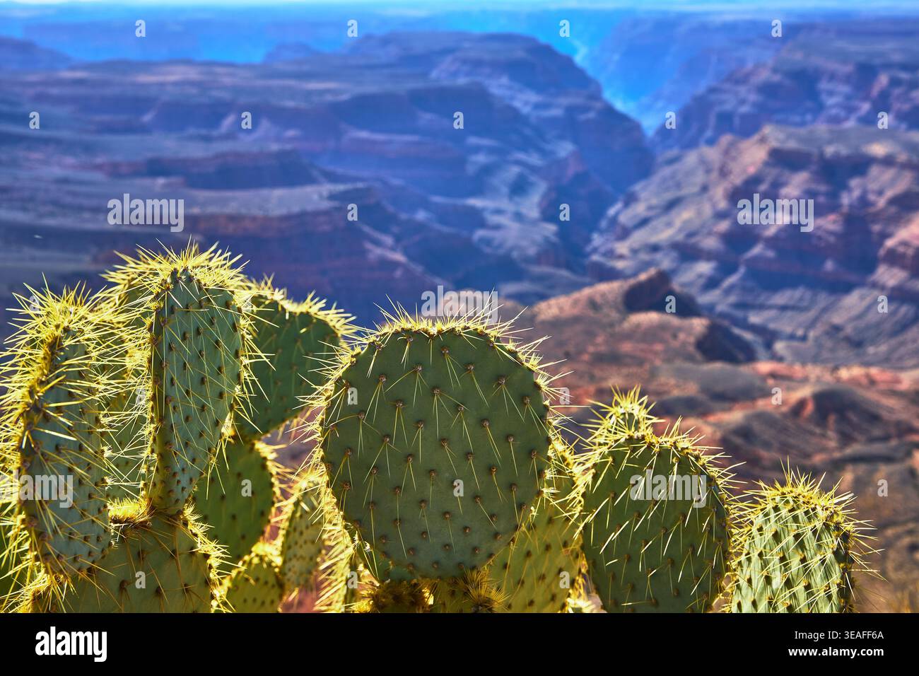 Grand canyon cactus hi-res stock photography and images - Alamy