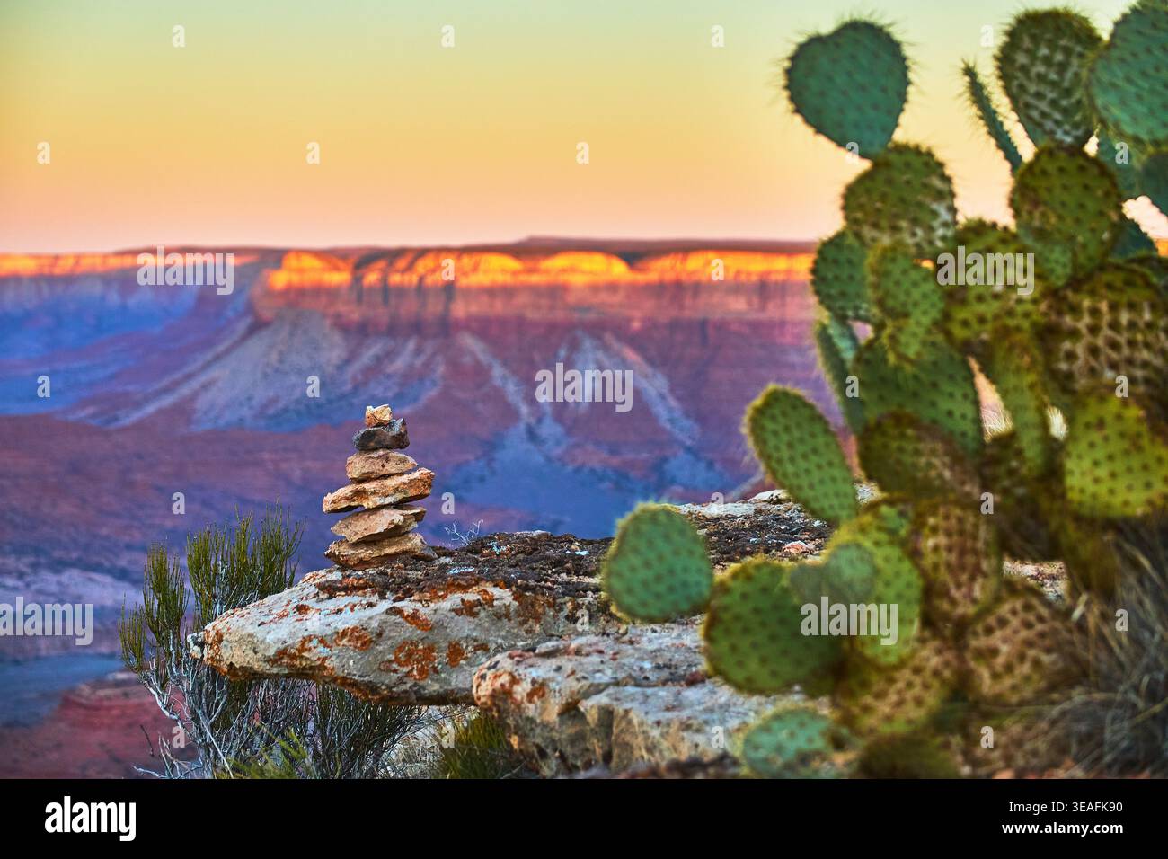 Grand canyon cactus hi-res stock photography and images - Alamy
