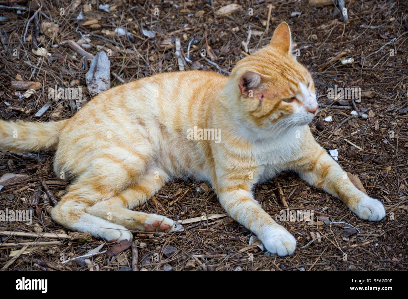 Ginger Tabby Cat Resting Outdoors on Forest Floor Stock Photo