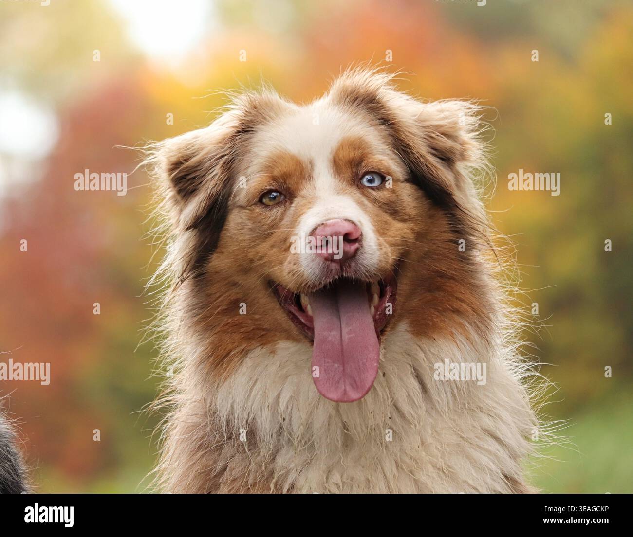 Dog odd eyes one brown hi-res stock photography and images - Alamy