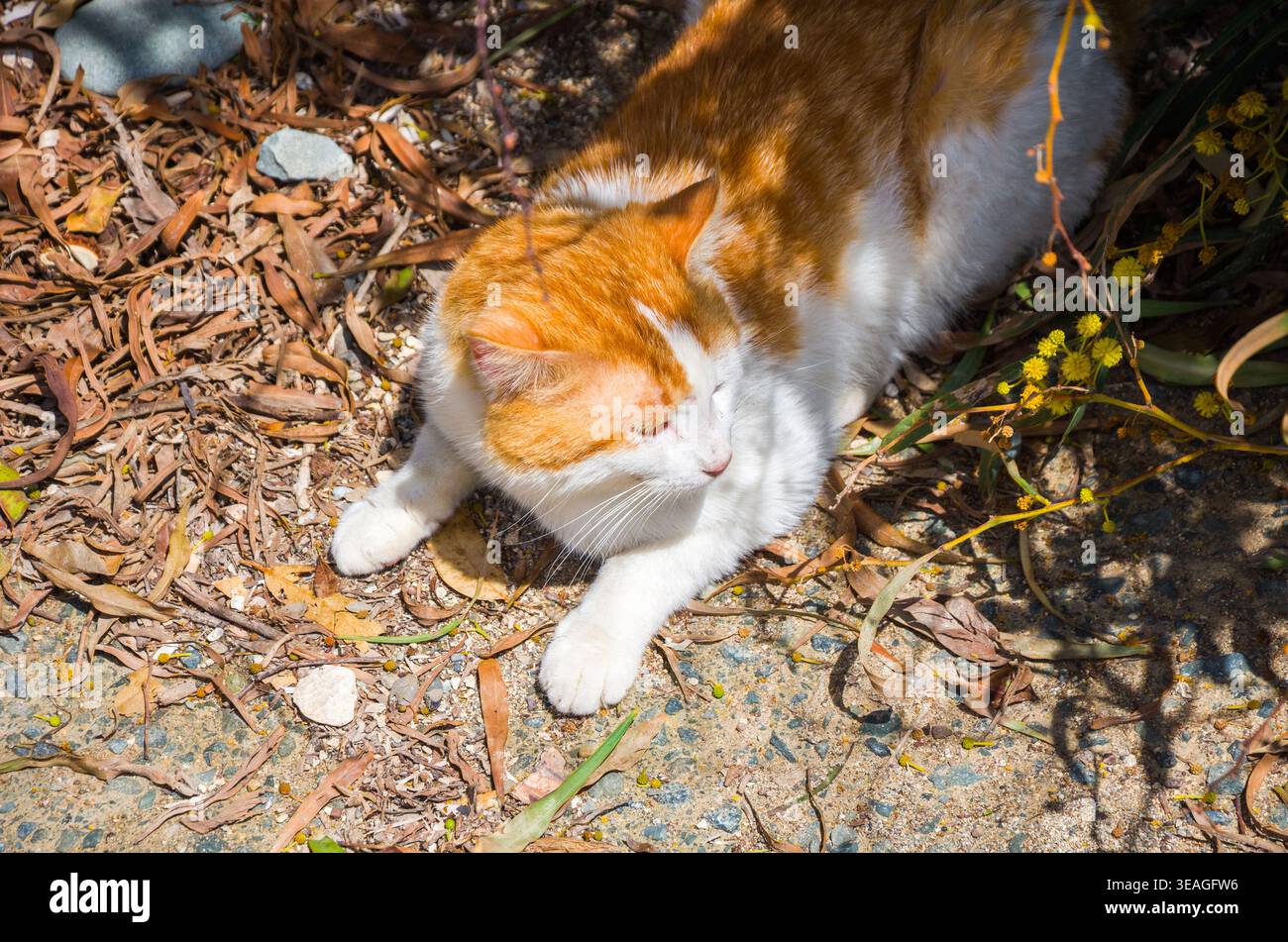 Orange and White Cat Resting Outdoors Stock Photo