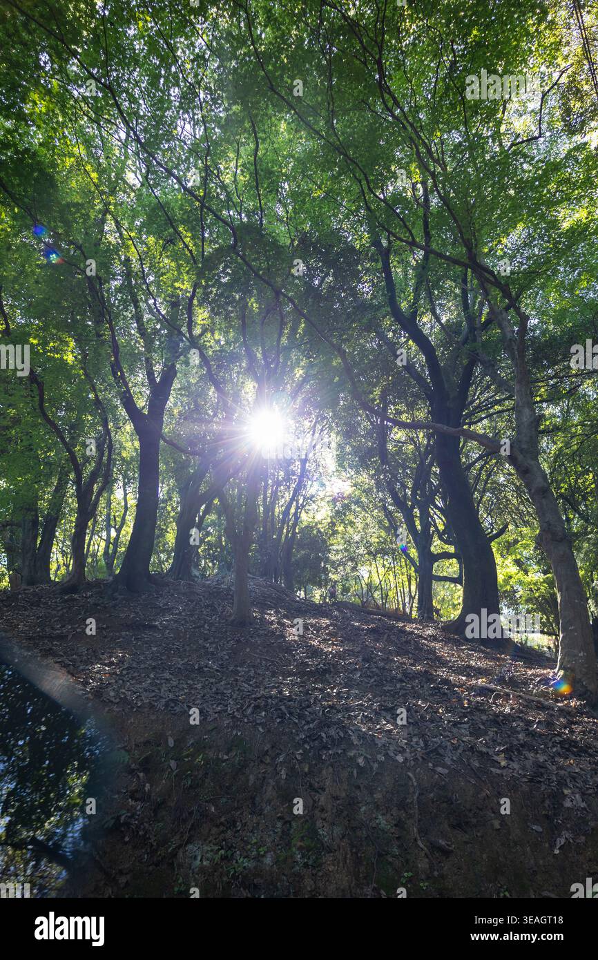 Natural Light Rrays Sunlight shining through dense green forest canopy on sloped terrain ...